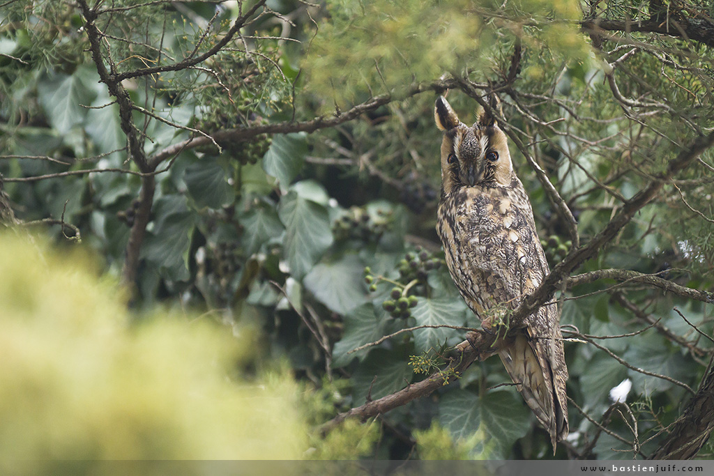 Hibou moyen-duc-240114-9715