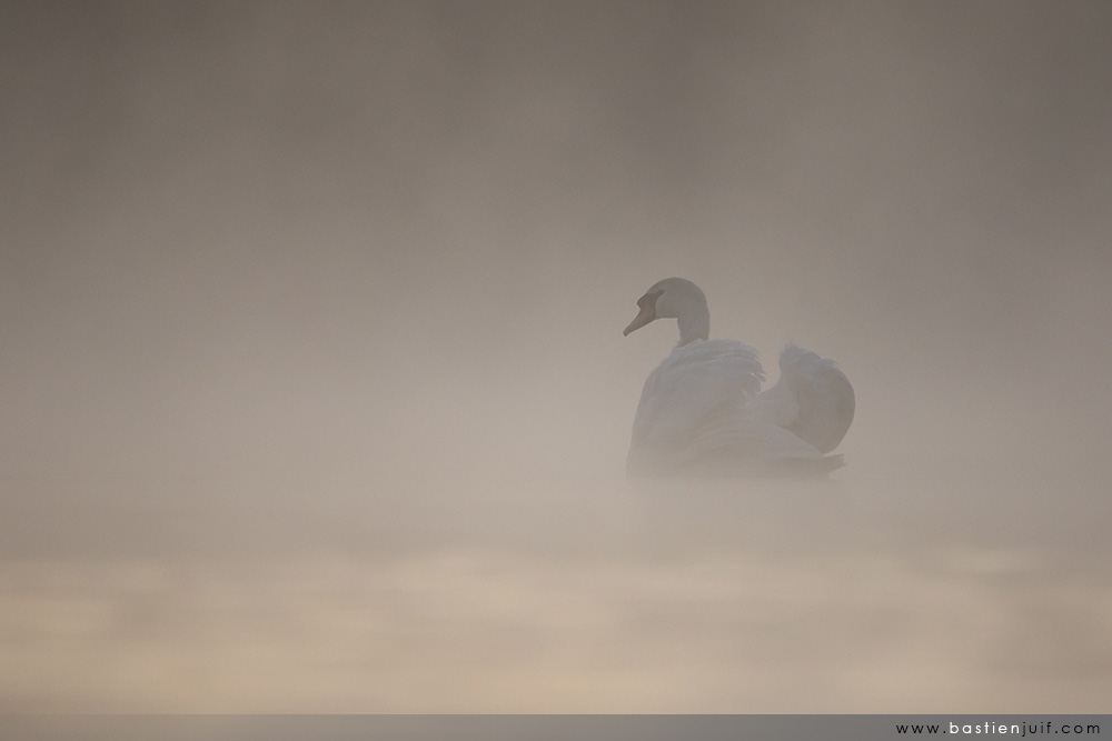 Cygne tuberculé-120415-2732