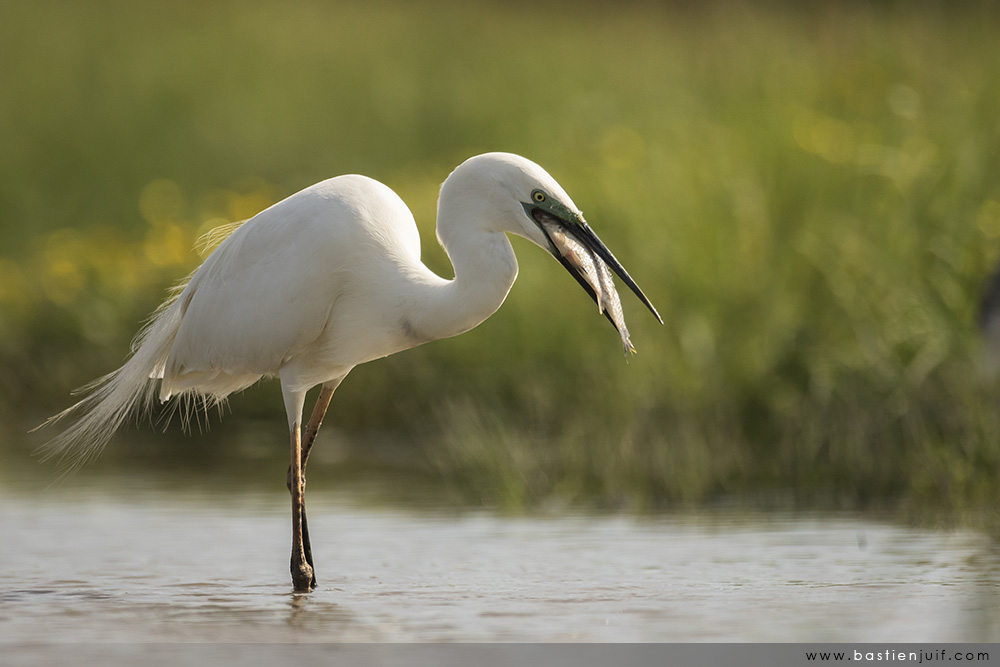 Grande Aigrette-080515-6555