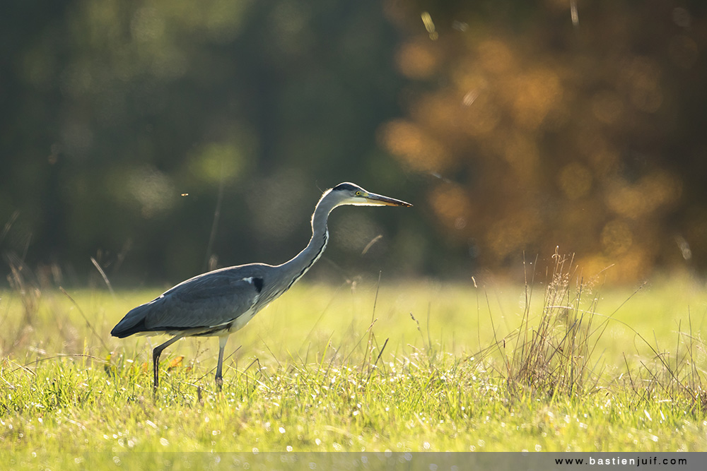 heron-cendre-291016-3536