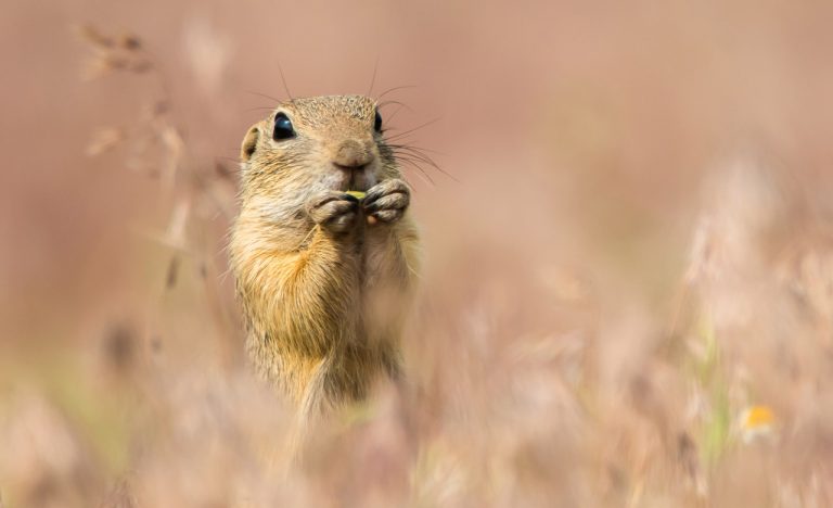 nature photography